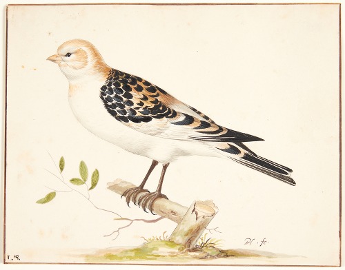 En snespurv plectrophenax nivalis