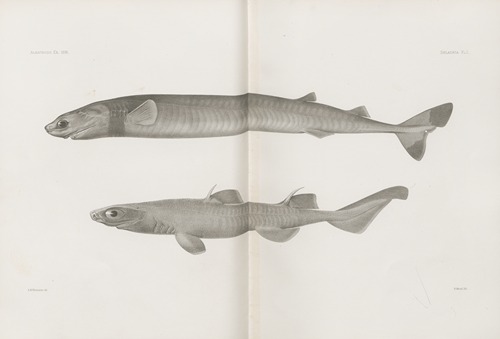 Memoirs of the Museum of Comparative Zoology at Harvard College Pl.01