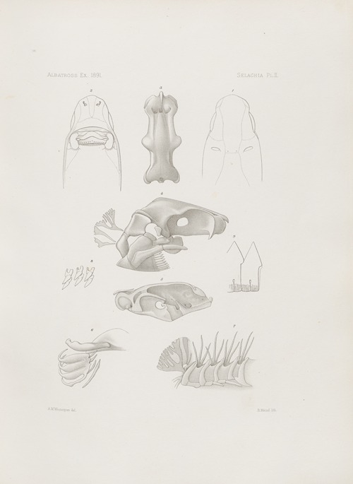 Memoirs of the Museum of Comparative Zoology at Harvard College Pl.02