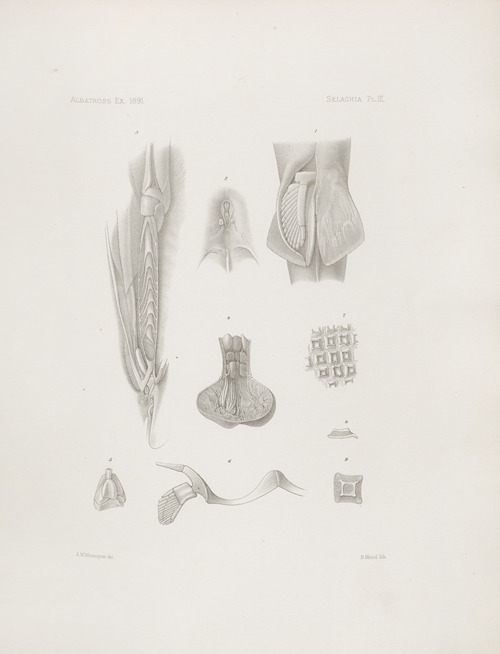 Memoirs of the Museum of Comparative Zoology at Harvard College Pl.03