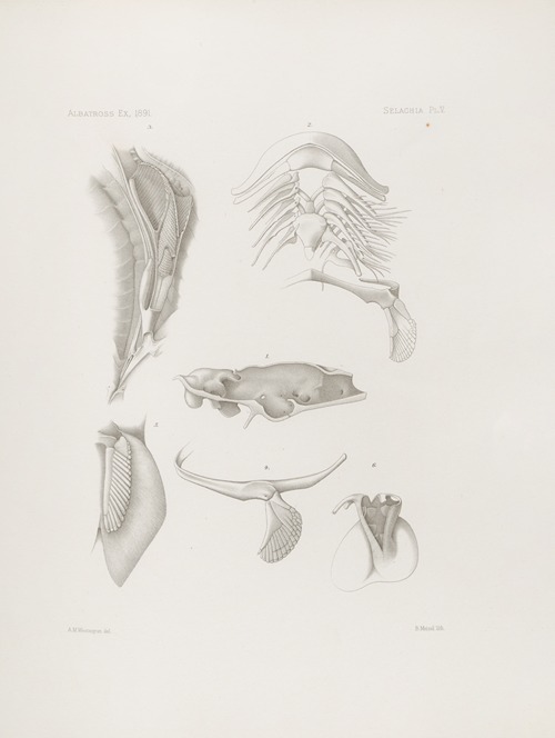 Memoirs of the Museum of Comparative Zoology at Harvard College Pl.05