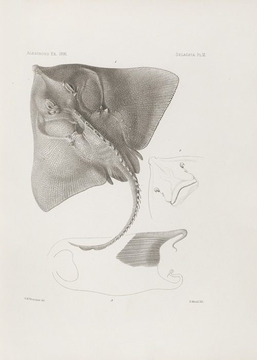 Memoirs of the Museum of Comparative Zoology at Harvard College Pl.06