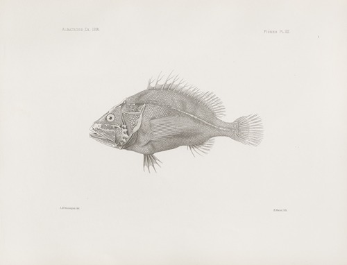 Memoirs of the Museum of Comparative Zoology at Harvard College Pl.08