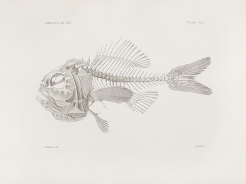 Memoirs of the Museum of Comparative Zoology at Harvard College Pl.10