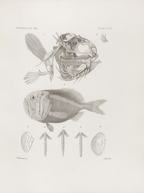 Memoirs of the Museum of Comparative Zoology at Harvard College Pl.11