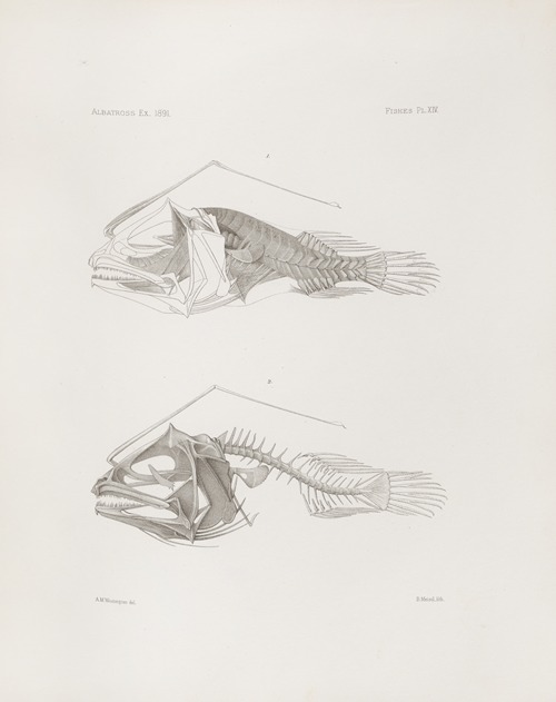 Memoirs of the Museum of Comparative Zoology at Harvard College Pl.14