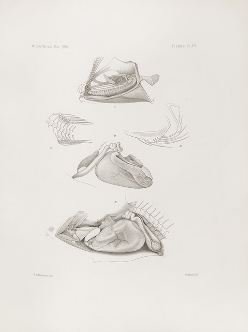 Memoirs of the Museum of Comparative Zoology at Harvard College Pl.15