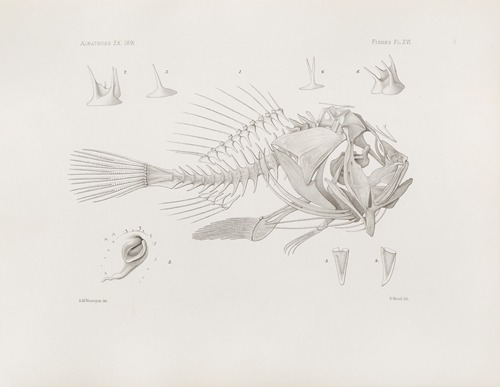 Memoirs of the Museum of Comparative Zoology at Harvard College Pl.16