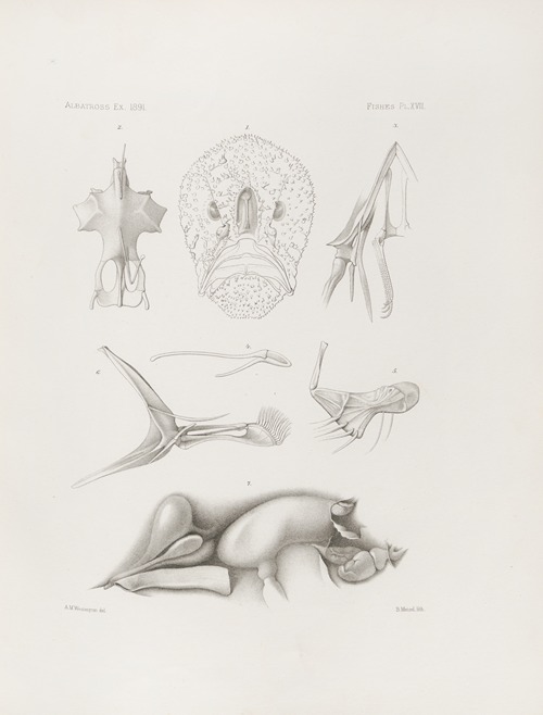 Memoirs of the Museum of Comparative Zoology at Harvard College Pl.17
