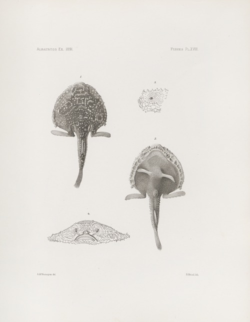 Memoirs of the Museum of Comparative Zoology at Harvard College Pl.18