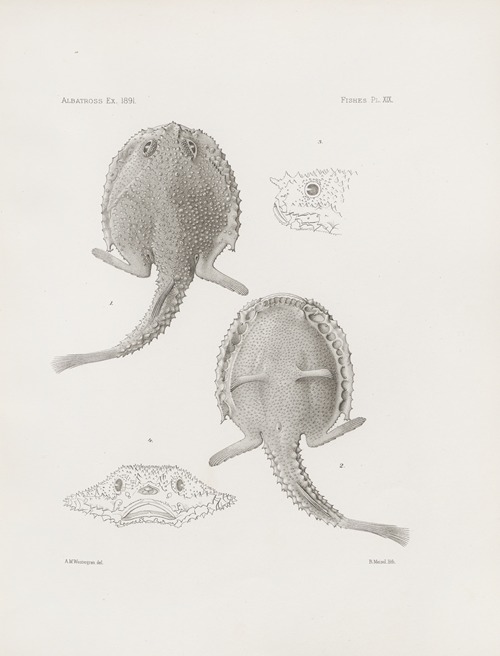 Memoirs of the Museum of Comparative Zoology at Harvard College Pl.19