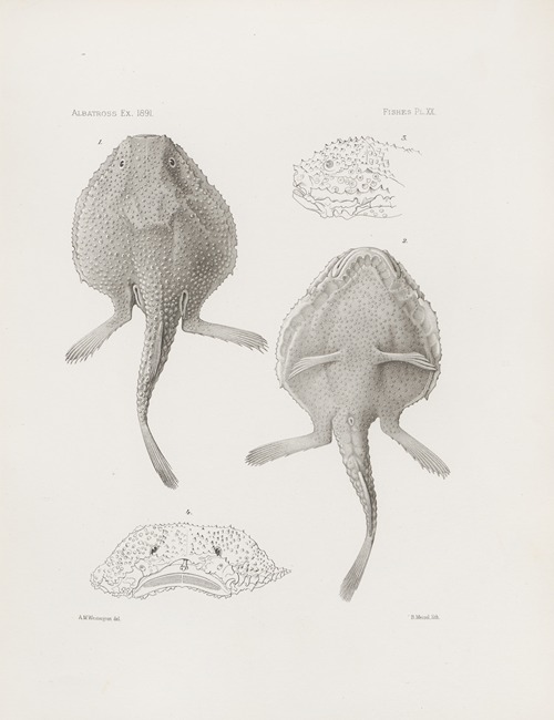Memoirs of the Museum of Comparative Zoology at Harvard College Pl.20