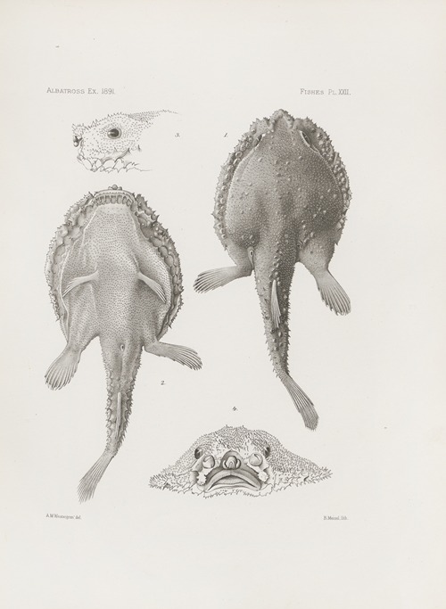 Memoirs of the Museum of Comparative Zoology at Harvard College Pl.22