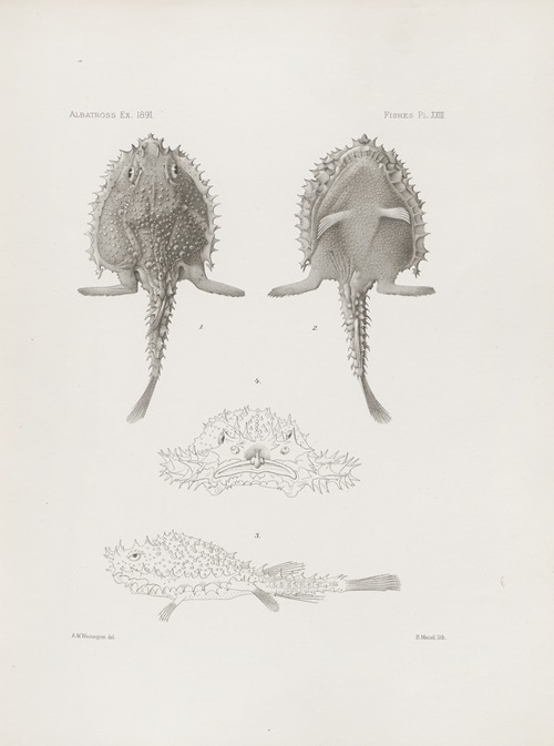 Memoirs of the Museum of Comparative Zoology at Harvard College Pl.23