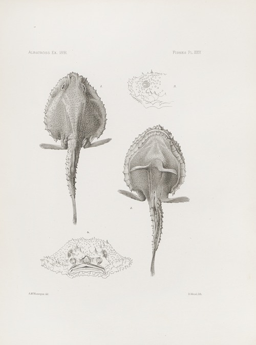 Memoirs of the Museum of Comparative Zoology at Harvard College Pl.24