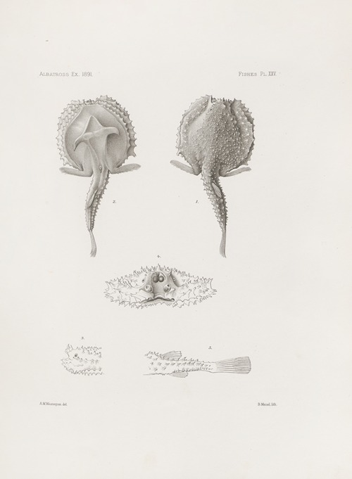 Memoirs of the Museum of Comparative Zoology at Harvard College Pl.25
