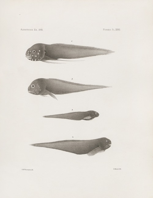 Memoirs of the Museum of Comparative Zoology at Harvard College Pl.27