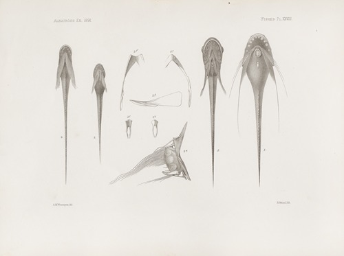 Memoirs of the Museum of Comparative Zoology at Harvard College Pl.28