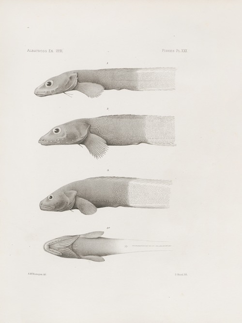 Memoirs of the Museum of Comparative Zoology at Harvard College Pl.30