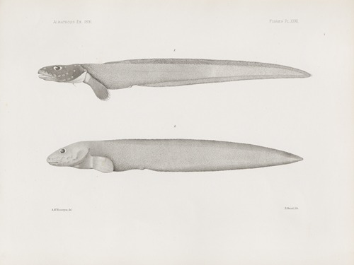 Memoirs of the Museum of Comparative Zoology at Harvard College Pl.31