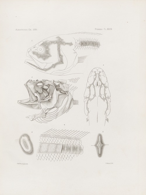 Memoirs of the Museum of Comparative Zoology at Harvard College Pl.34