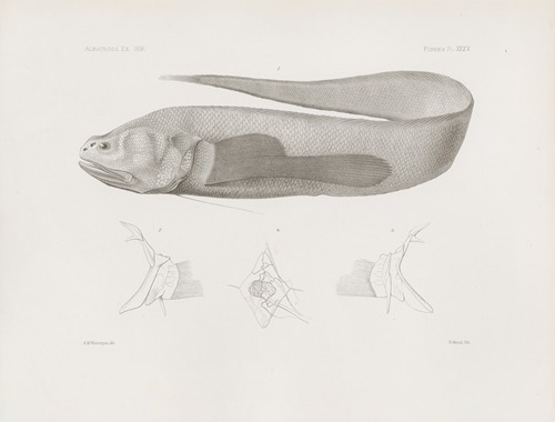 Memoirs of the Museum of Comparative Zoology at Harvard College Pl.35