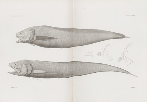 Memoirs of the Museum of Comparative Zoology at Harvard College Pl.36