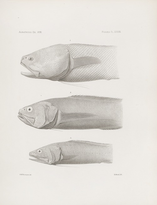 Memoirs of the Museum of Comparative Zoology at Harvard College Pl.37