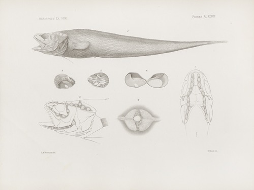 Memoirs of the Museum of Comparative Zoology at Harvard College Pl.38