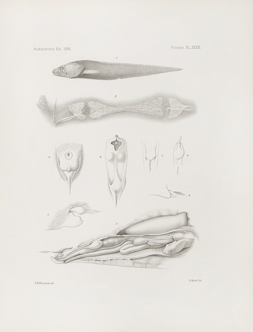 Memoirs of the Museum of Comparative Zoology at Harvard College Pl.39
