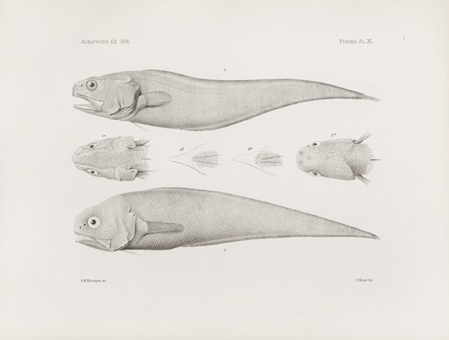 Memoirs of the Museum of Comparative Zoology at Harvard College Pl.40