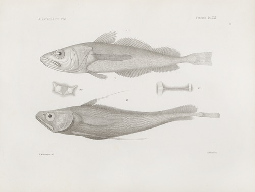 Memoirs of the Museum of Comparative Zoology at Harvard College Pl.41