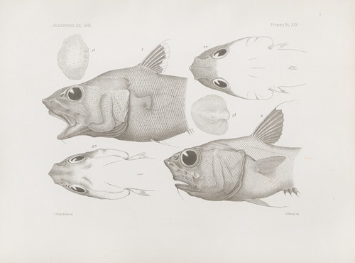 Memoirs of the Museum of Comparative Zoology at Harvard College Pl.45