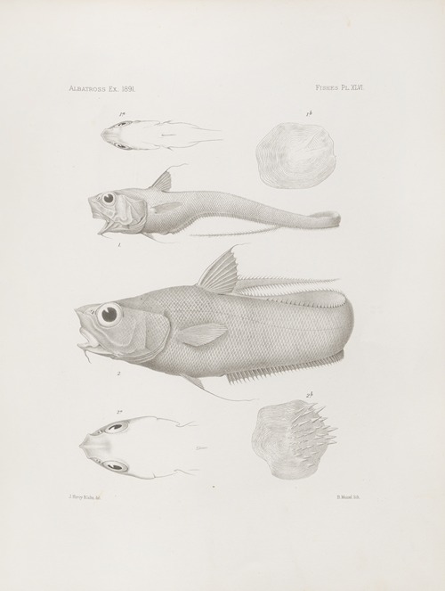 Memoirs of the Museum of Comparative Zoology at Harvard College Pl.46