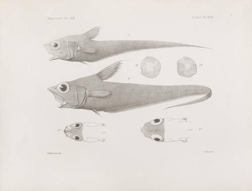 Memoirs of the Museum of Comparative Zoology at Harvard College Pl.47