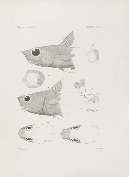 Memoirs of the Museum of Comparative Zoology at Harvard College Pl.48