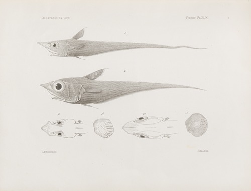 Memoirs of the Museum of Comparative Zoology at Harvard College Pl.49