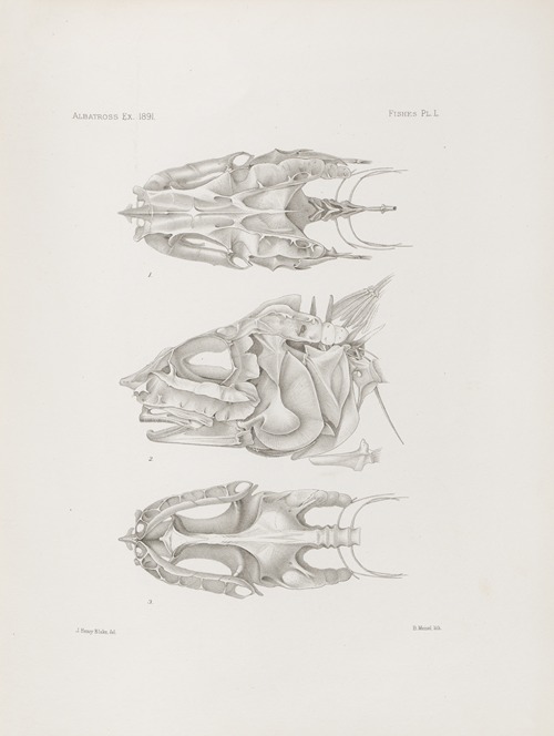 Memoirs of the Museum of Comparative Zoology at Harvard College Pl.50