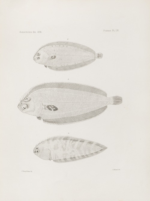 Memoirs of the Museum of Comparative Zoology at Harvard College Pl.52