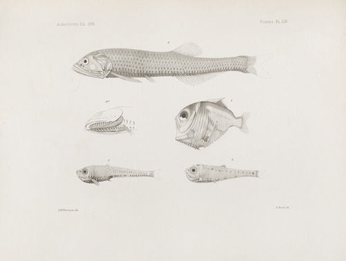 Memoirs of the Museum of Comparative Zoology at Harvard College Pl.53