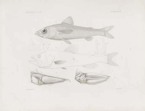Memoirs of the Museum of Comparative Zoology at Harvard College Pl.54