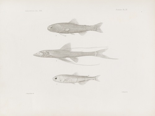 Memoirs of the Museum of Comparative Zoology at Harvard College Pl.55