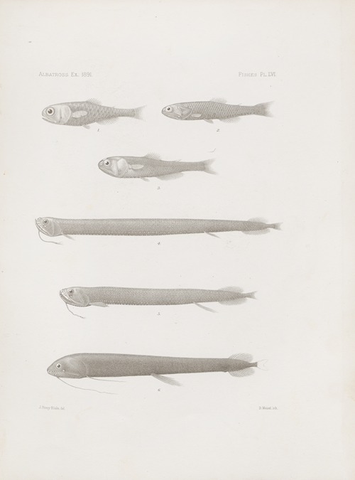 Memoirs of the Museum of Comparative Zoology at Harvard College Pl.56