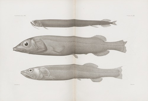 Memoirs of the Museum of Comparative Zoology at Harvard College Pl.57