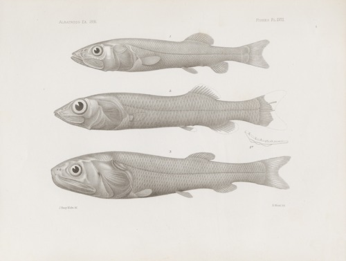Memoirs of the Museum of Comparative Zoology at Harvard College Pl.58