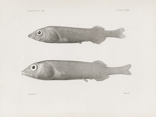 Memoirs of the Museum of Comparative Zoology at Harvard College Pl.59