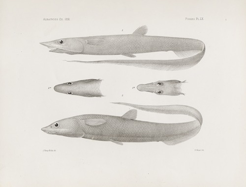 Memoirs of the Museum of Comparative Zoology at Harvard College Pl.60