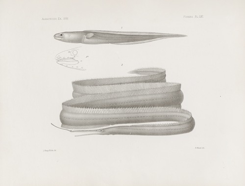 Memoirs of the Museum of Comparative Zoology at Harvard College Pl.61
