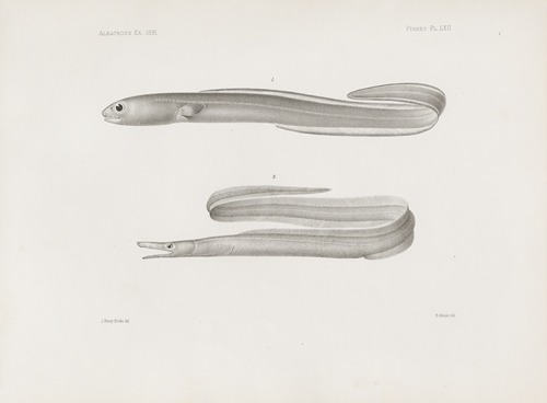 Memoirs of the Museum of Comparative Zoology at Harvard College Pl.62