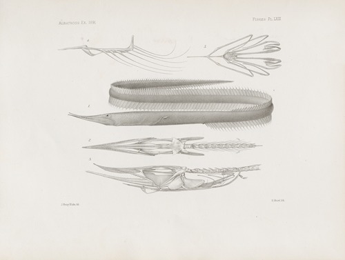 Memoirs of the Museum of Comparative Zoology at Harvard College Pl.63